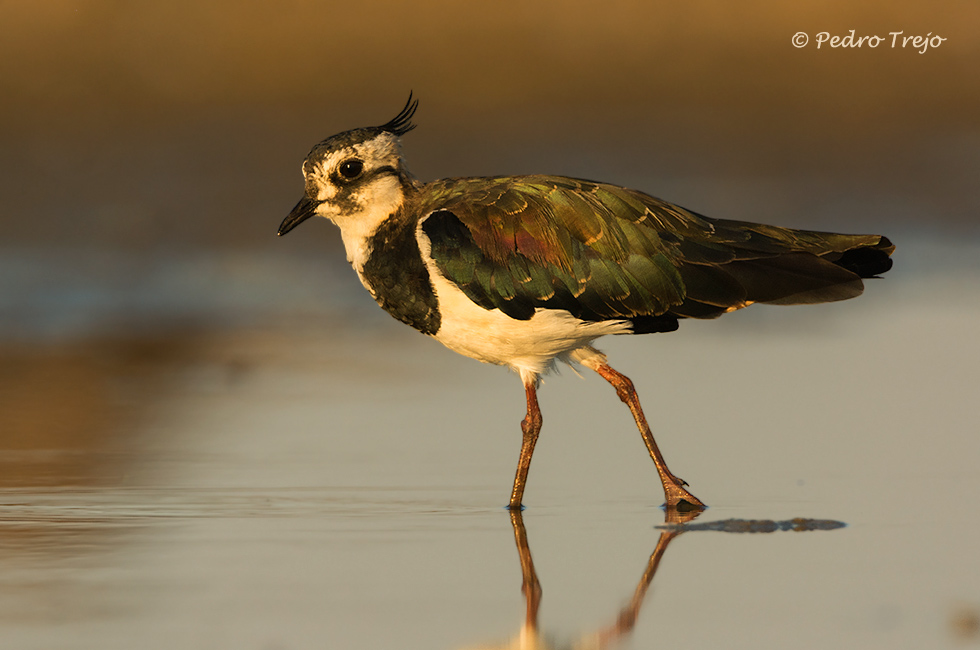 Avefria ( Vanellus vanellus)